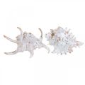 Floristik24 Coquillages, décoration maritime, coquilles d&#39;escargots blanc-doré L22/17cm lot de 2