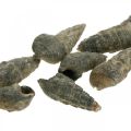 Floristik24 Objets naturels, coquilles d&#39;escargot naturelles 6–10 mm, décorations marines 1 kg