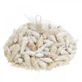 Floristik24 Déco escargots blanc, escargot de mer décoration naturelle 2-5cm 1kg