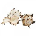Floristik24 Déco coquilles d&#39;escargots striées, escargots de mer décoration naturelle 1kg
