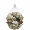 Floristik24 Mélange de moules et coquilles d&#39;escargots dans un filet nature 400g