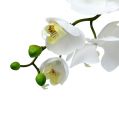 Floristik24 Orchidée papillon 75cm Blanc