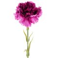 Floristik24 Œillet artificiel bicolore, tige longue 56 cm, bouquet de 8