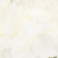 Bouquet d'œillets artificiels, fleurs artificielles blanches, décoration, 4 bouquets | Floristik24.be