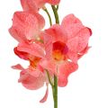 Floristik24 Orchidée Mokara Saumon 50cm 6pcs