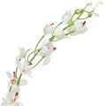 Floristik24 Orchidée Mokara en blanc 92cm 3P