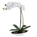 Floristik24 Orchidée Phalaenopsis avec coupe blanche H. 40 cm