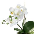 Floristik24 Orchidée Phalaenopsis à suspendre H33cm crème