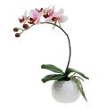 Floristik24 Orchidée rose en pot céramique 31cm
