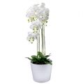 Orchidée blanche avec globe 110cm