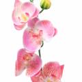 Floristik24 Orchidée Phalaenopsis rose artificielle 60cm