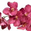 Floristik24 Branche d&#39;orchidée artificielle Rose H83cm