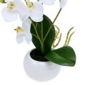Floristik24 Orchidées en pot 30cm blanc