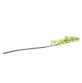 Floristik24 Branche d&#39;orchidée vert clair L58cm