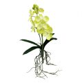 Floristik24 Orchidée avec racines vert clair L43cm