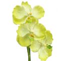 Floristik24 Orchidée avec racines vert clair L43cm