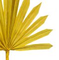 Floristik24 Palmspear Soleil mini jaune 50pcs