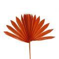 Floristik24 Palmspear Soleil mini Orange 50pcs