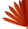 Floristik24 Palmspear Soleil mini Orange 50pcs