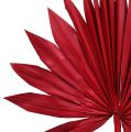 Floristik24 Palmspear Soleil mini rouge 50pcs