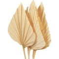 Floristik24 Feuilles de Palmier Palmspear Décoration Naturelle Blanchies 12,5×38cm 4pcs