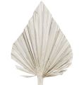 Floristik24 Lance de palmier lavé blanc 10cm - 15cm L33cm 65p