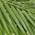 Branche de palmier artificielle, plante artificielle pour compositions florales, 90 cm | Floristik24.be