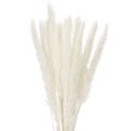 Floristik24 Fleurs séchées d'herbe de la pampa blanchies, 70 cm, 15 pièces