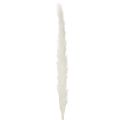 Fleurs séchées d'herbe de la pampa blanchies, 70 cm, 15 pièces | Floristik24.be