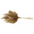 Floristik24 Herbe de pampa artificielle marron décoration sèche herbe ornementale 35cm 4pcs