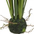 Floristik24 Roseau artificiel avec plante artificielle en motte H63cm