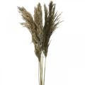 Floristik24 Herbe de pampa séchée naturelle bouquet d&#39;herbe sèche 70-75cm 6pcs