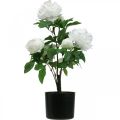 Floristik24 Paeonia artificielle, pivoine en pot, plante décorative fleurs blanches H57cm