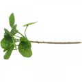 Floristik24 Peperomia Plante verte artificielle avec feuilles 30cm