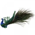 Floristik24 Oiseau de paradis, paon à pincer, oiseau plume, décoration oiseau bleu, vert, coloré H8.5 L29cm