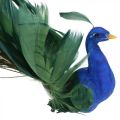 Floristik24 Oiseau de paradis, paon à pincer, oiseau plume, décoration oiseau bleu, vert, coloré H8.5 L29cm
