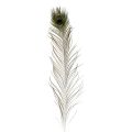 Floristik24 Plumes de paon décoration vraies plumes d&#39;oiseaux longues 70cm 16pcs