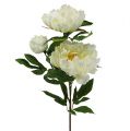 Floristik24 Rose de Pentecôte artificielle crème L. 70 cm