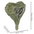 Cœur de plante naturelle pour l'art floral avec feuille d'aluminium, 25 cm | Floristik24.be