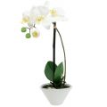 Floristik24 Phalaenopsis blanc dans un bol décoration florale H38cm