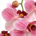 Floristik24 Branche d&#39;orchidée artificielle Phaelaenopsis rose H49cm