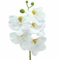 Floristik24 Branche d&#39;orchidée artificielle Phaelaenopsis blanc H49cm