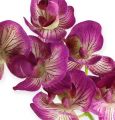 Floristik24 Orchidée Phalaenopsis Violet-Crème 62cm