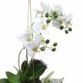 Floristik24 Orchidée avec Boules de Fougère et de Mousse Artificielle Blanche à Suspendre 64cm
