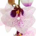 Floristik24 Orchidée artificielle phaleanopsis blanc, violet 43cm