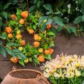 Couronne de physalis artificielle, orange et verte, Ø 28 cm, décoration d'automne | Floristik24.be