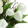 Floristik24 Buisson blanc de physalis 30 cm
