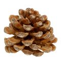 Floristik24 Pommes de pin Pinus Pinea cônes crème mixte 5-18cm 25p