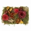 Floristik24 Mélange de fleurs à sec avec cônes et mousse rouge 150g décoration d&#39;automne