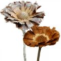 Floristik24 Mélange exotique Protea Rosette naturel, fleur séchée blanchie à la chaux 9pcs